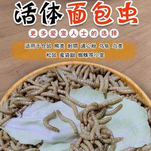 活虫喂鸟喂鸡虫子小鸟吃的活体面包虫鹦鹉八哥百灵画眉鸟粮鱼饲料