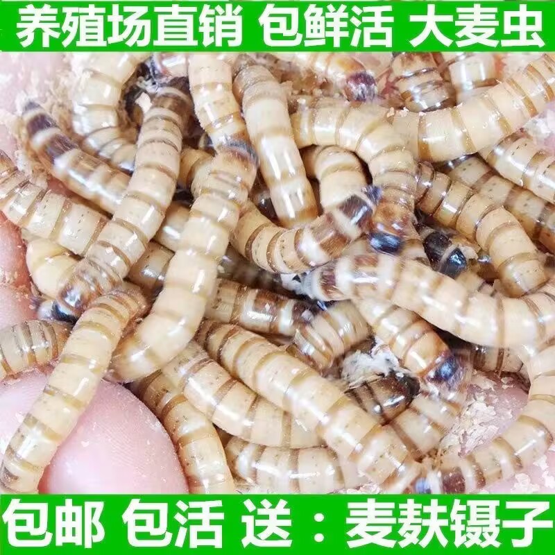 大麦虫大号守宫金银龙鱼食物鸟粮