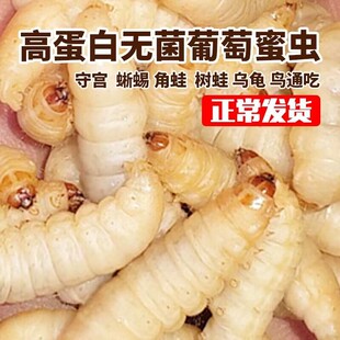 玉米虫葡萄蜜大蜡螟幼虫高蛋白鸟虫活体宠物鸟食守宫蜥蜴鱼粮饲料