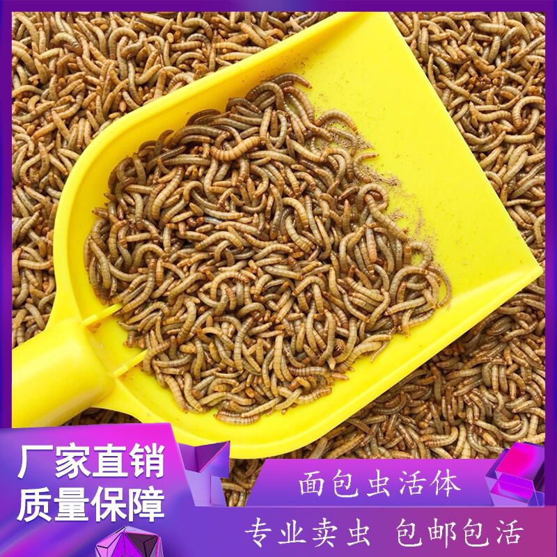 鸟食喂小鸡鲜活饲料相思画梅鸟粮