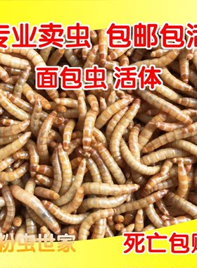 幼鸟粮画眉鸟食活体虫鹦鹉鸟虫子