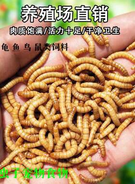 活的小虫子喂鸡喂鸟吃的宠物食物