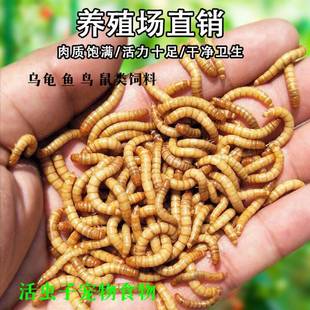 面包虫活的虫子喂鸡喂鸟吃的活物活体龙鱼蝎子画眉八哥乌龟食鲜活