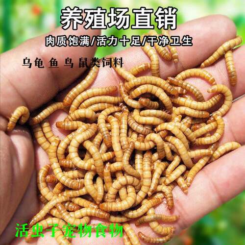 活的小虫子喂鸡喂鸟吃的宠物食物