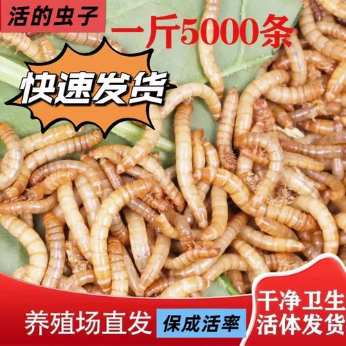 小号爬虫活体幼鸟食鹦鹉八哥鸟粮