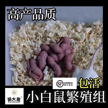 鼠大皇顺丰包邮活体小白鼠繁殖组成体一公三母高产品质包活8周鼠