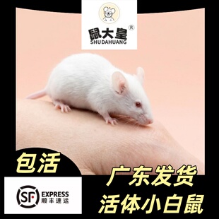 顺丰包活活体小白鼠爬宠饲料跳跳小亚成体专业玉米黑王蛇活饲开口