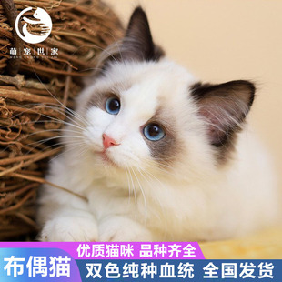 布偶猫幼猫纯种海双蓝双宠物猫咪重点色火焰色活物双色手套仙女猫