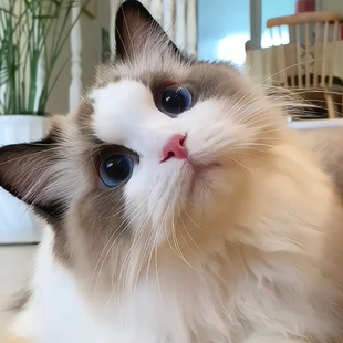 纯种布偶猫幼猫蓝双海双色长毛布偶幼崽仙女猫咪活物血统宠物猫咪