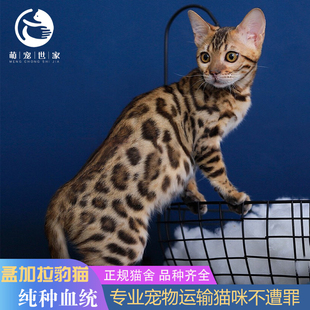 孟加拉豹猫纯种短毛猫崽幼豹子猫空心大玫瑰花纹豹纹宠物小猫领养