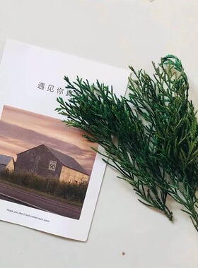 永生松柏叶不变色香薰蜡片材料