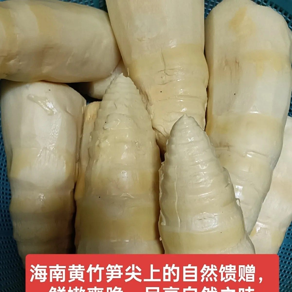 正宗新鲜黄竹笋海南正宗笋新鲜黄竹笋嫩脆可口无添加剂