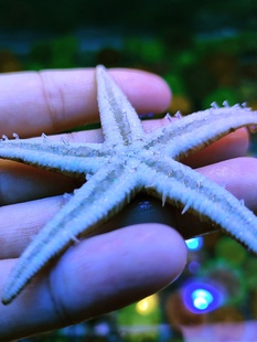 工具海星 翻砂海星 水族海缸翻砂生物 灰海星 维持底沙干净