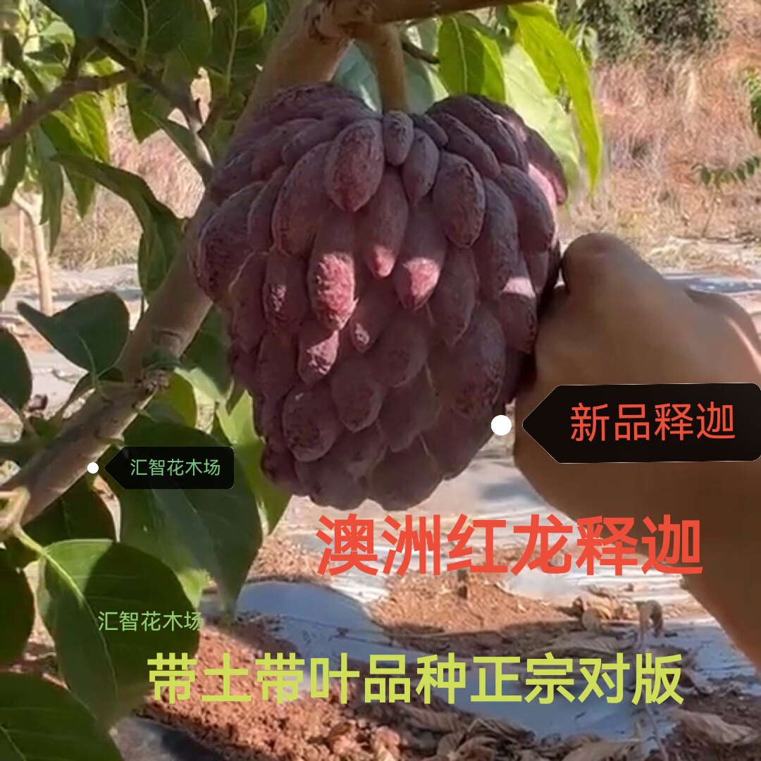 嫁接澳洲红龙释迦果苗 盆栽地栽品种正宗对版带土带叶广东发货