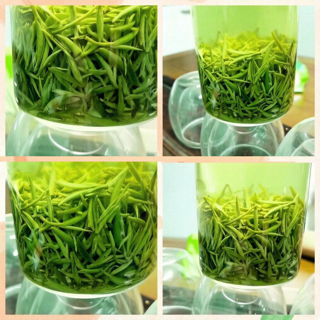 2026年新绿茶叶麻城茗茶龟山毛尖雨前茶高山芽毛尖芽茶明前新茶