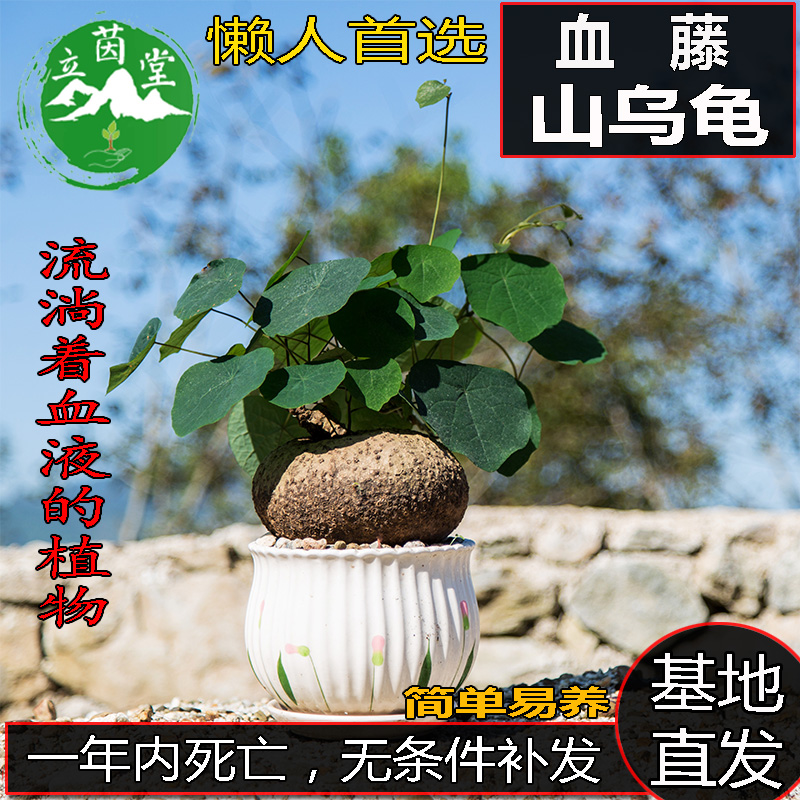 山乌龟金不换爬藤多肉内外种盆栽