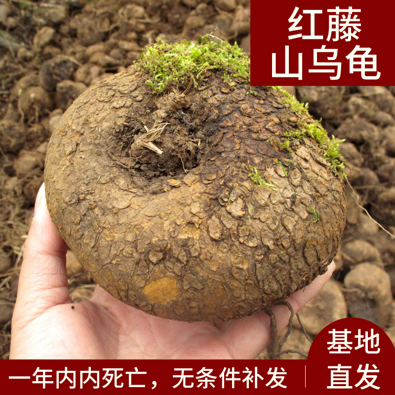 红藤山乌龟金不换植物办公室内圆叶盆栽云南多肉花卉水培爬藤绿植-封面