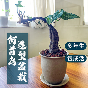 何首乌盆栽多年生块根盆景绿植造型爬藤办公室书房茶桌客厅包成活