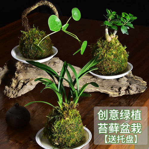 创意苔藓水培绿植净化空气