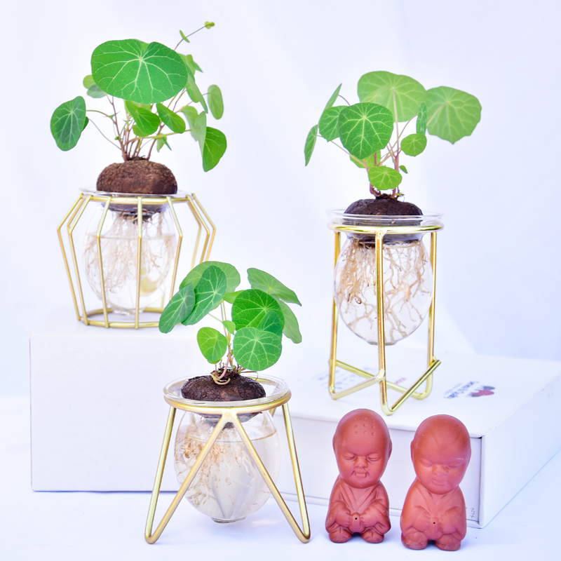 水培山乌龟办公室绿植