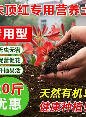 朱顶红专用土料盆栽营养土种植肥旺长生根促长花剑催花发芽花家用