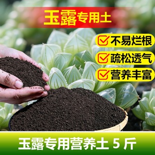 玉露专用喷剂营养土老桩盆栽多肉植物发根饱满透亮绿生根种植家用
