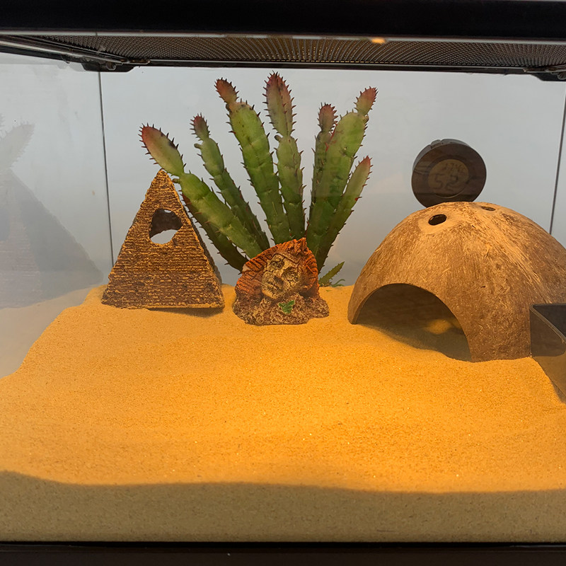 守宫饲养套装豹纹守宫r属睫角巨人魔物玩具蛇宠物蛇角蛙爬宠套餐