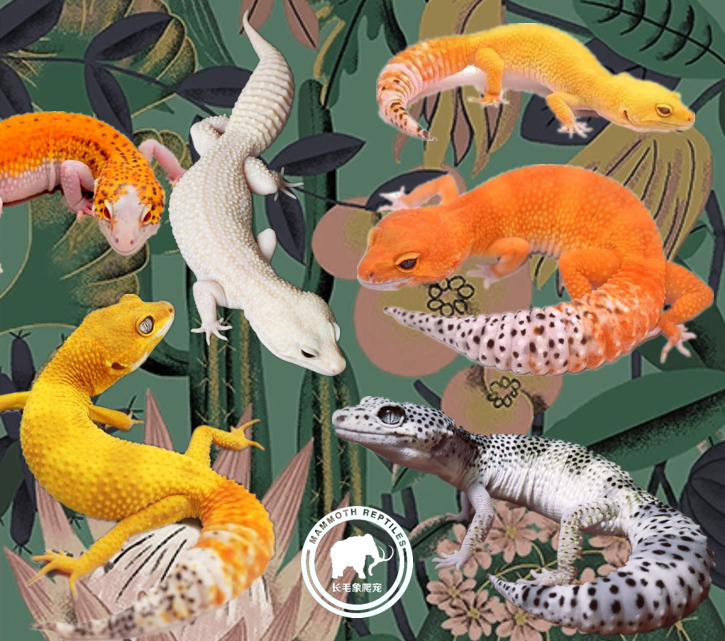 豹纹守宫温顺守宫活体新手儿童宠物小型蜥蜴活体