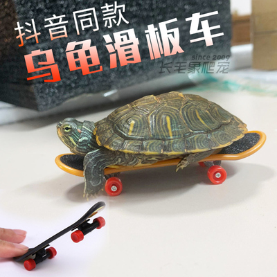 乌龟小滑板车鹦鹉训练车