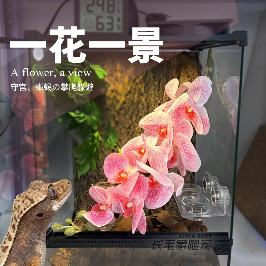 高颜值仿真蝴蝶兰假植攀爬造景图片