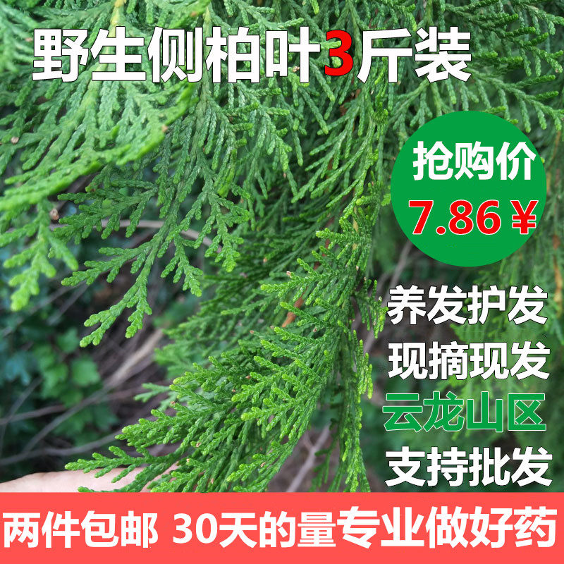 野生新鲜侧柏叶3斤 扁柏叶乌发防脱发洗发水柏树叶泡酒生发增发水 - 小编推荐 - WePost 全民代运 - 马来西亚中国淘宝代运与集运专家