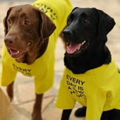 黄色狗狗衣服夏季 透气宠物T恤金毛拉布拉多衣服防掉毛 大型犬薄款