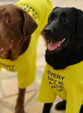 黄色狗狗衣服夏季大型犬薄款透气宠物T恤金毛拉布拉多衣服防掉毛