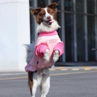 Big dog clothes for autumn and winter with fleece and thickening, golden Retriever pink clothes, border Collie, Labrador, German Shepherd, festive medium and large ones thumbnail 3