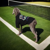 杜宾狗狗衣服春夏大型犬金毛衣服棋盘格拉布拉多边牧可爱网红衣服