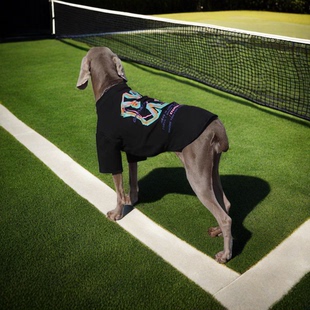 杜宾狗狗衣服春夏大型犬金毛衣服棋盘格拉布拉多边牧可爱网红衣服