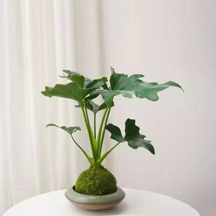 花叶络石水培植物苔藓球茶室办公室桌面盆栽绿植彩色花卉爬藤吊兰