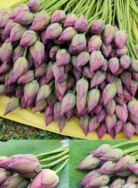 新鲜真荷花鲜花食用湖南现摘莲蓬装饰莲花插花家室内婚礼节日