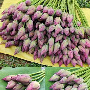 新鲜真荷花鲜花食用湖南现摘莲蓬装饰莲花插花家室内婚礼节日
