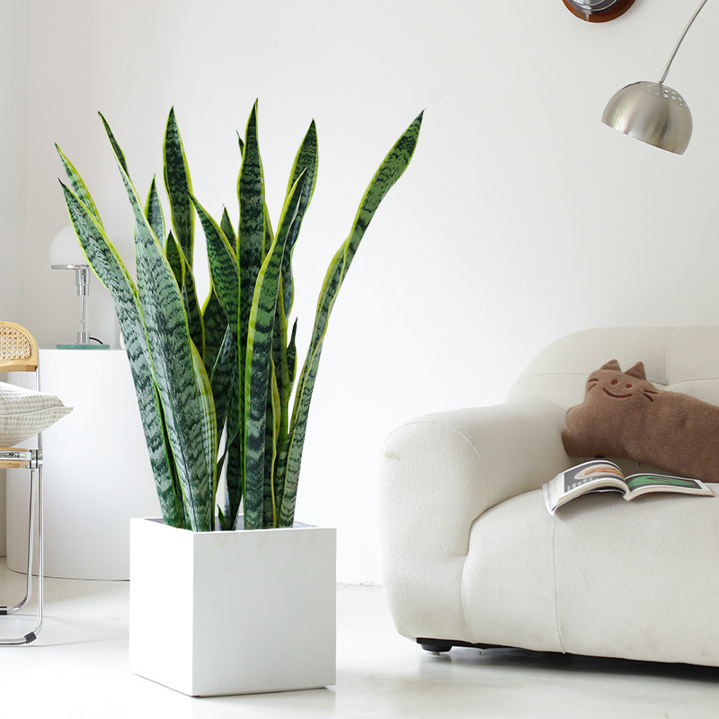 室内盆栽植物花卉金边虎皮兰盆栽客厅绿植高矮盆栽虎皮兰长青