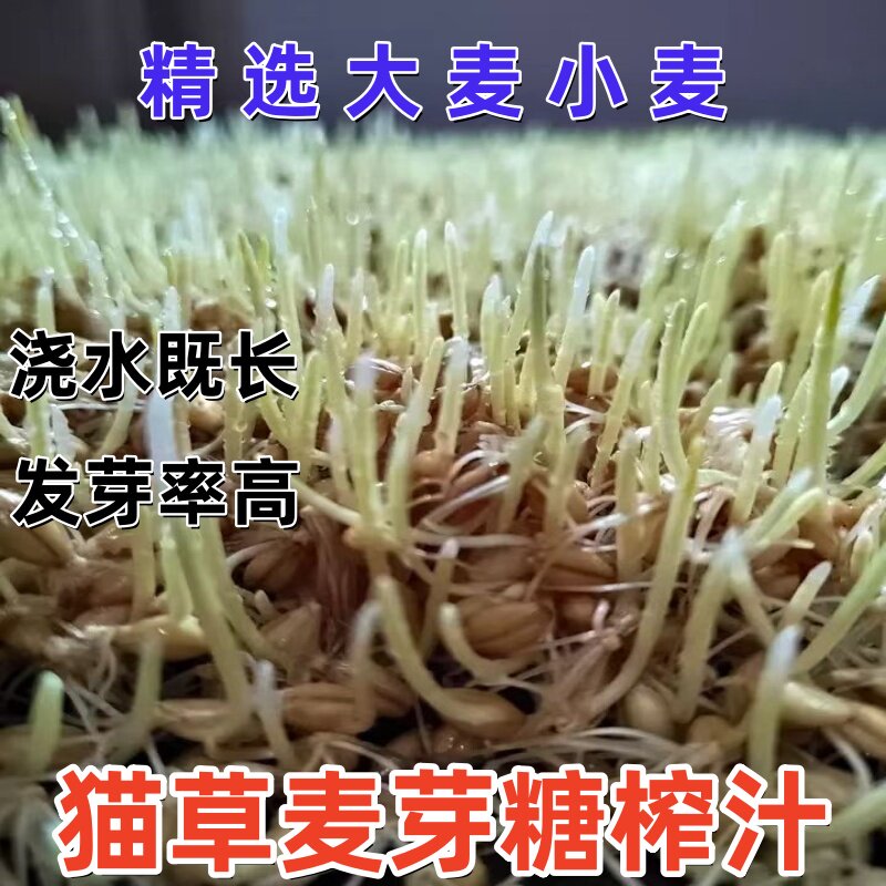 小麦草种子大麦草种子猫草麦芽糖发芽榨青汁