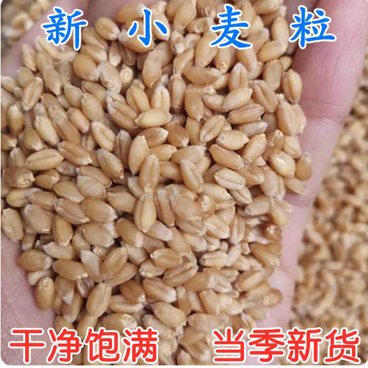 小麦粒小麦草农家自种发麦芽糖小麦榨汁磨粉钓鱼鸟粮