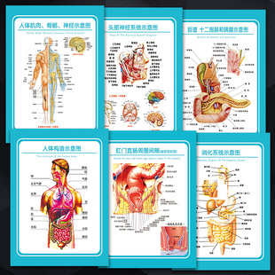 WSA52科室系统消化解剖图骨骼医院神经人体肛门肌肉示意图宣传画