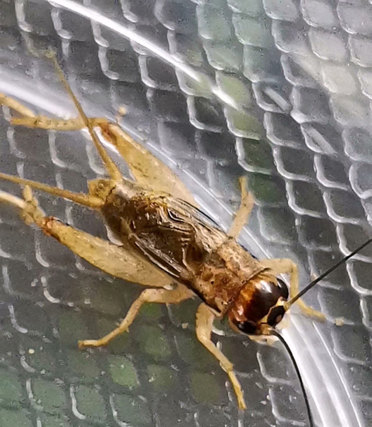 特色昆虫科普教学爬宠蟋蟀蝈蝈鸣虫小音蟋易养耐活 三只以上包邮