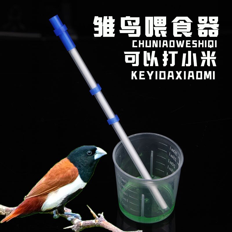 珍珠鸟文鸟七彩文鸟喂奶器喂小米工具绣眼呗子鸟小型鸟类幼鸟喂食图片