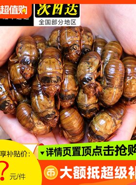 2026新鲜现抓野生知了猴爬拉猴龟爬叉解拉猴当季金蝉结了冷冻瓶装