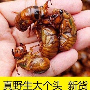 新鲜现抓野生知了猴爬拉猴野生速冻金蝉结了龟爬叉解拉猴冷冻瓶装
