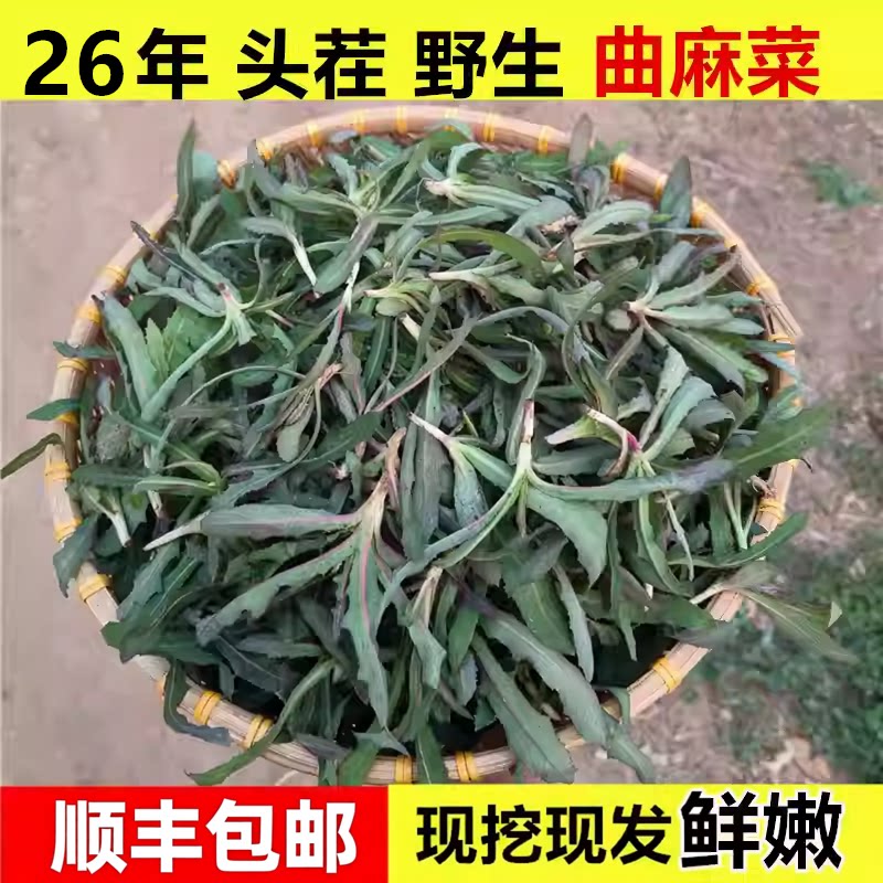 【顺丰包邮】山东曲麻菜新鲜苦麻菜苣荬菜蘸酱野蔬苦菜野生曲曲菜