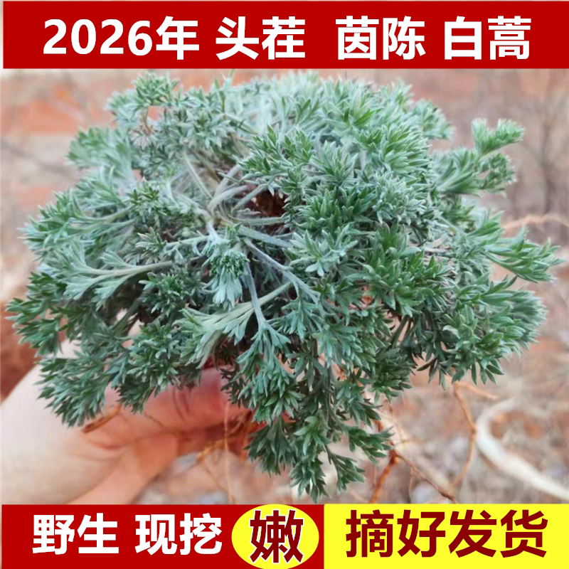 【野生现挖】新鲜茵陈山东整颗嫩芽食用应当季野菜蔬菜三月绵白蒿