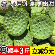 顺丰包邮湖北洪湖莲蓬新鲜莲子新鲜莲蓬生吃现摘嫩莲蓬甜当季水果